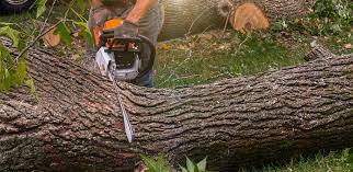 Best Pest Control for Lawns  in Lake Shore, WA