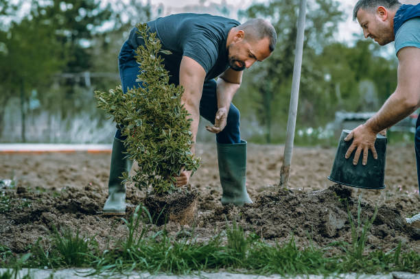 Best Leaf Removal  in Lake Shore, WA
