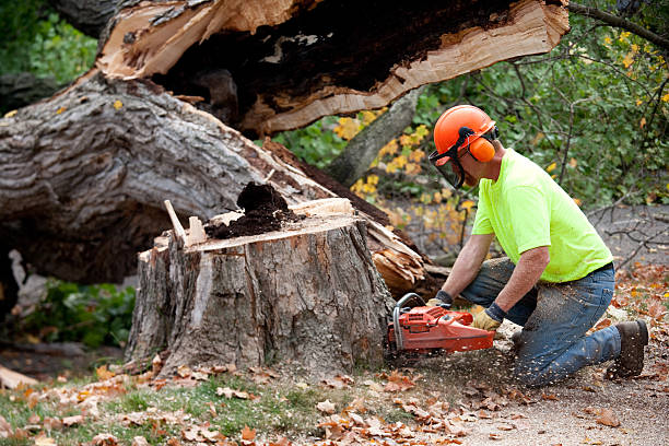 Best Hazardous Tree Removal  in Lake Shore, WA