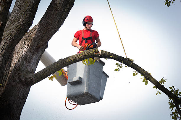 Best Hedge Trimming  in Lake Shore, WA